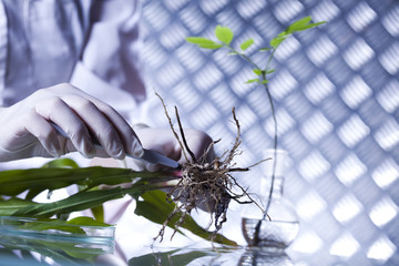 Plants laboratory experimental