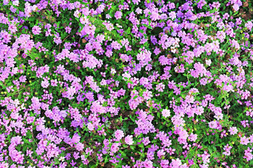 Fototapeta premium Beautiful background of fresh green plant with flowers