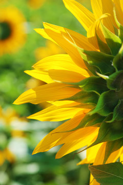 Beautiful sunflower in the field, close up