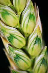 barley close up