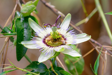 Passiflora - Fiore con api