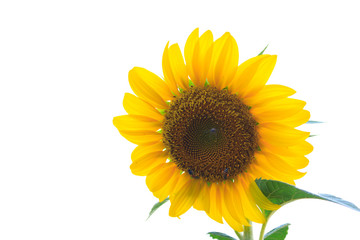 Obraz premium sunflower