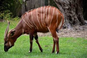 A bongo, an african antelope