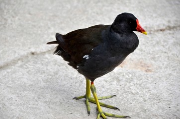 Black bird