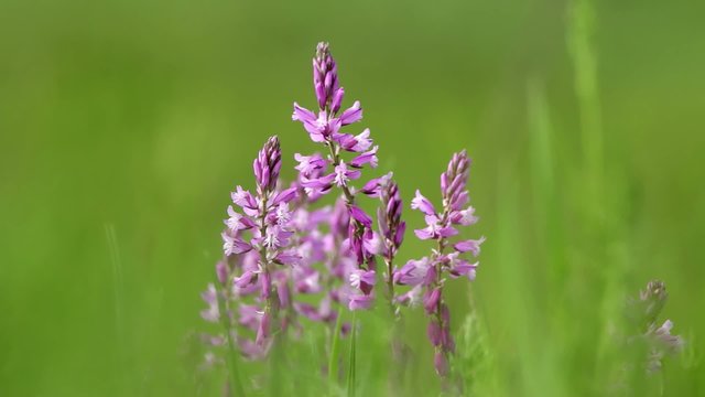 Beautiful wild flowers closeup (Polygala amara)