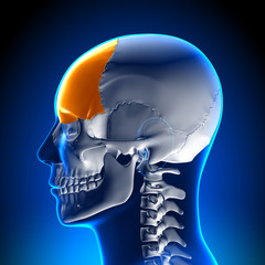 Brain Anatomy - Frontal lobe