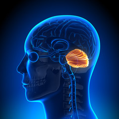 Brain Anatomy - Cerebellum