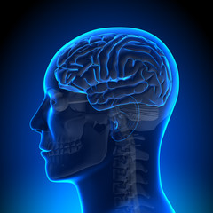 Obraz premium Brain Anatomy - Brain Blue Blank