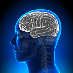 Obraz premium Brain Anatomy - Brain White Blank