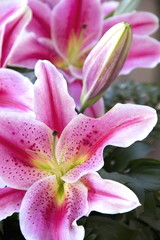 Pink lily