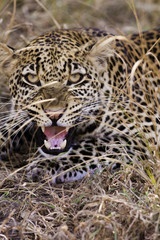 Leopard Growling