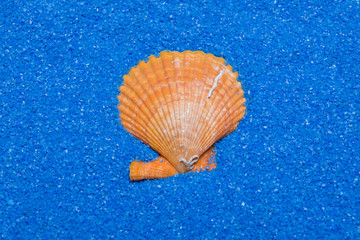 shell on blue sand