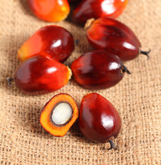 Oil palm fruit