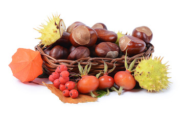 Autumn still-life - chestnuts and a mountain ash