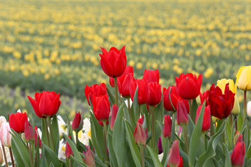 Close-up red tulip flowers