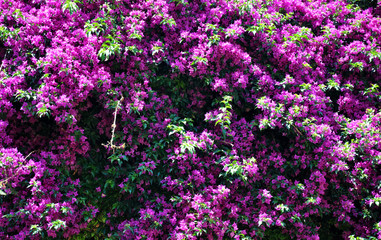 blooming lilac bush