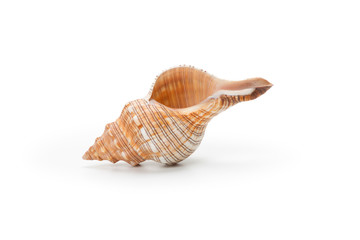 Sea shell, isolated on white background