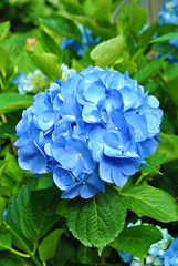 Perfect Summer Blue Hydrangea