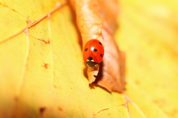 ladybug ladybird on hand nature spring