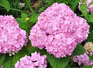 Fresh hydrangea
