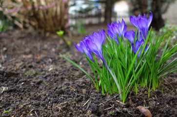First spring flowers purple crocuses.