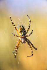 Spider in web front view