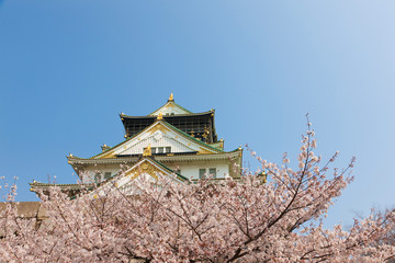 Fototapeta premium 桜と大阪城