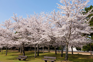 奈良公園のさくら