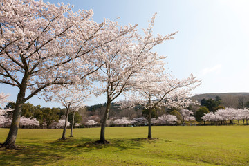 奈良公園のさくら