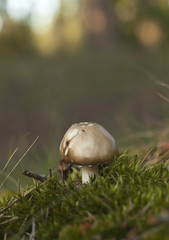 Death cap among moss, close-up photo