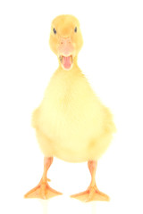 Cute duckling, isolated on white