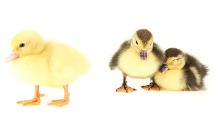 Cute ducklings, isolated on white