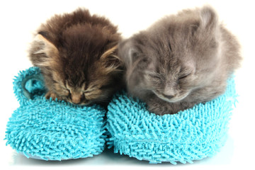 Small kittens sits on house slippers isolated on white