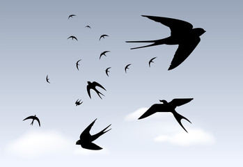 Swallows in rainy sky