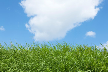草原と青空