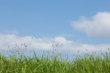 草原と青空