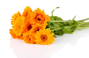 Calendula flowers isolated on white