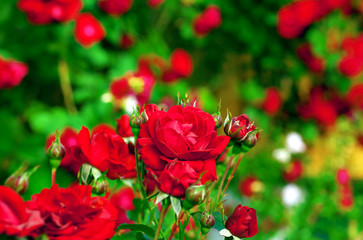red roses on bush
