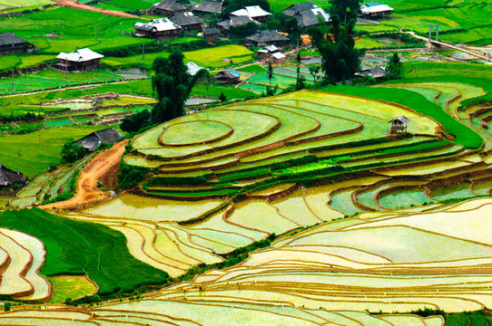 Rice field of terraced in VietNam