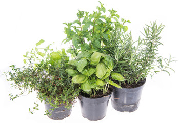 Fototapeta premium Herb Garden isolated on white