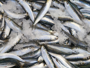 Fresh sardines, mackarels catch in a box on fish market