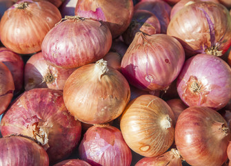 Beautiful homegrown organic red onion