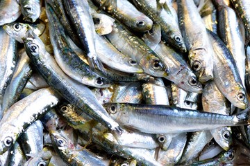 Obraz premium Fresh sea fish