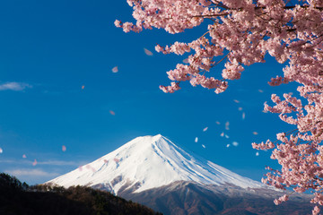 富士山と舞い散る桜