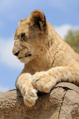 Lion Cub