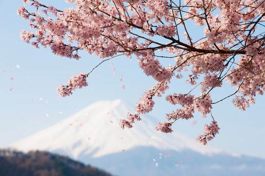 散る桜 の画像 13 634 件の Stock 写真 ベクターおよびビデオ Adobe Stock 散る桜 の画像 13 634 件の Stock 写真 ベクターおよびビデオ Adobe Stock