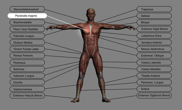 Pectoralis mayoris