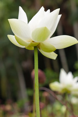 lotus blanc