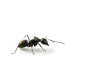 クロオオアリ-Camponotus japonicus