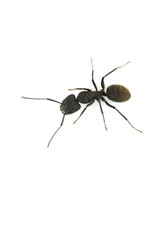 クロオオアリ-Camponotus japonicus